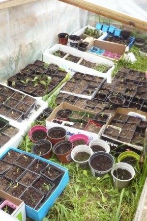 ... petits plants deviendront grands !